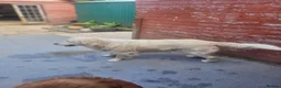 Golden Retriever dogs for stud: Golden Retriever - Advert 1