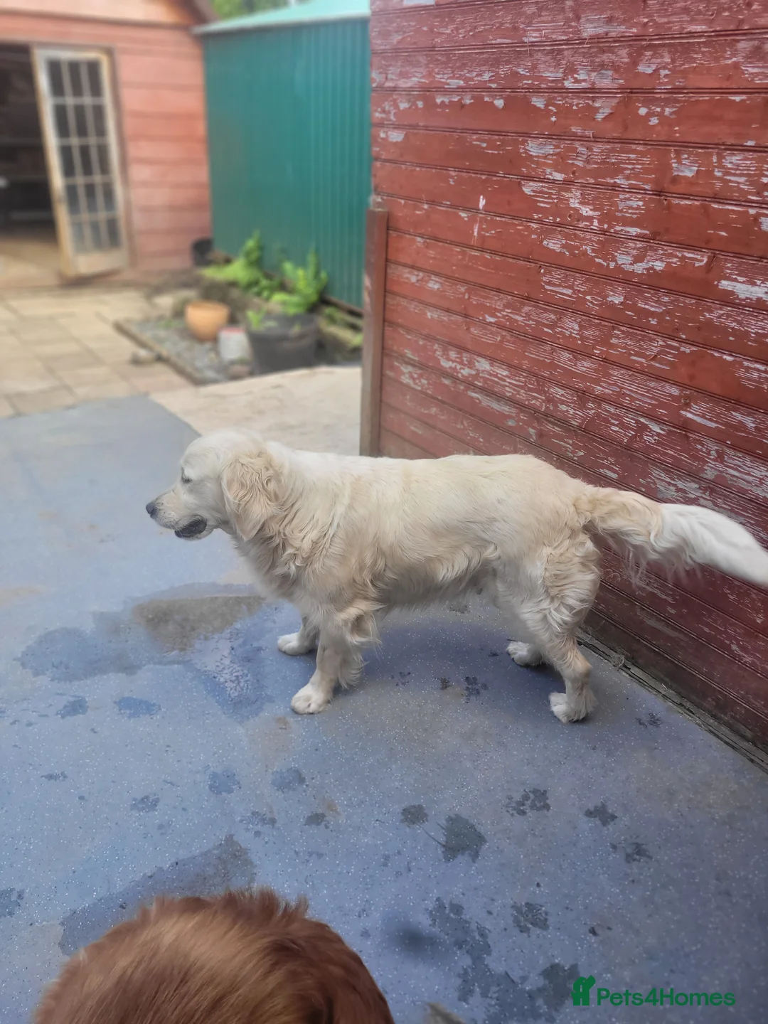 Golden Retriever dogs for stud: Golden Retriever - Advert 1