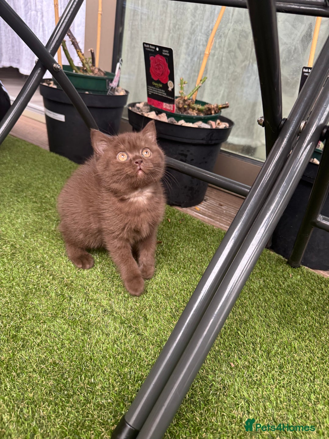 British Shorthair cats for sale: 🍫 Two Chocolate Girls British Shorthair Kittens🤎 - Image 19