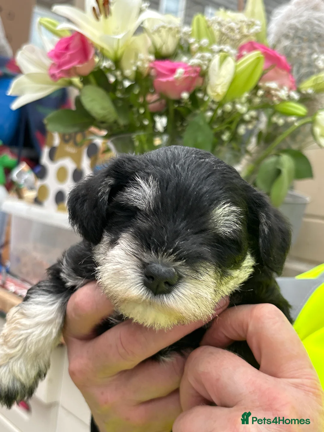 Miniature Schnauzer dogs for sale: Stunning Puppies - Advert 16