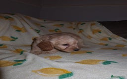 Cockapoo dogs for sale: Beautiful Cockapoo pups - Image 6