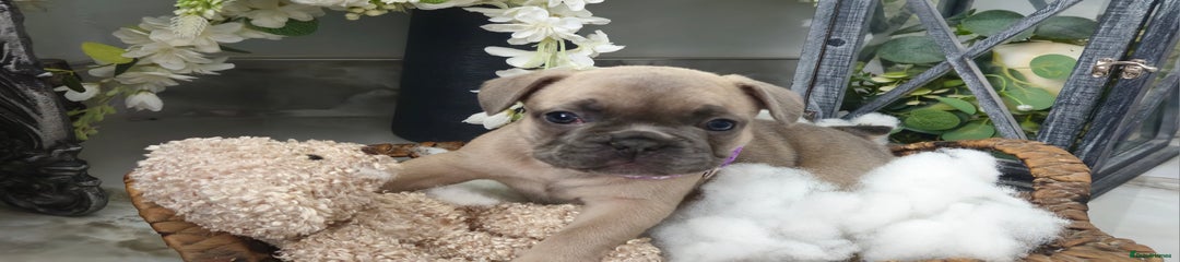 French Bulldog Puppy 4
