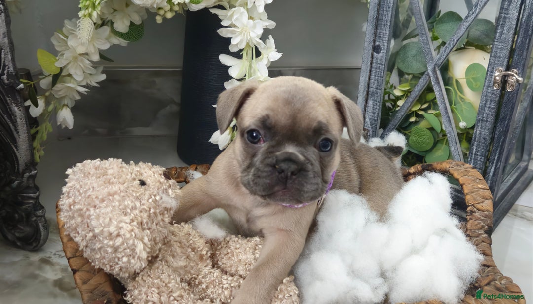 French Bulldog dogs for sale: French bulldog lilac/blue fawn  - Image 12