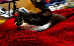 Domestic Shorthair cats for sale: 2 Female & 1 Male adorable baby kittens for SALE🐈 - Image 5