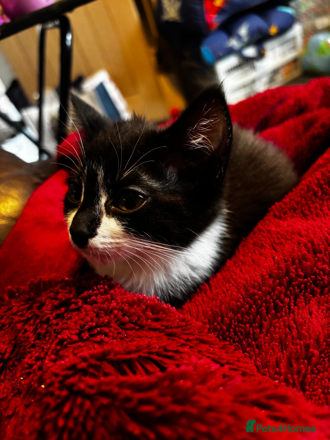 Domestic Shorthair cats for sale: 2 Female & 1 Male adorable baby kittens for SALE🐈 - Image 5