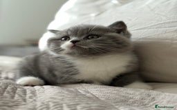 British Shorthair cats for sale: British shorthair-TICA pedigree,champion bloodline - Image 4