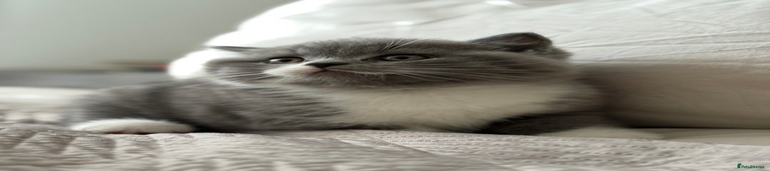 British Shorthair Kitten 1