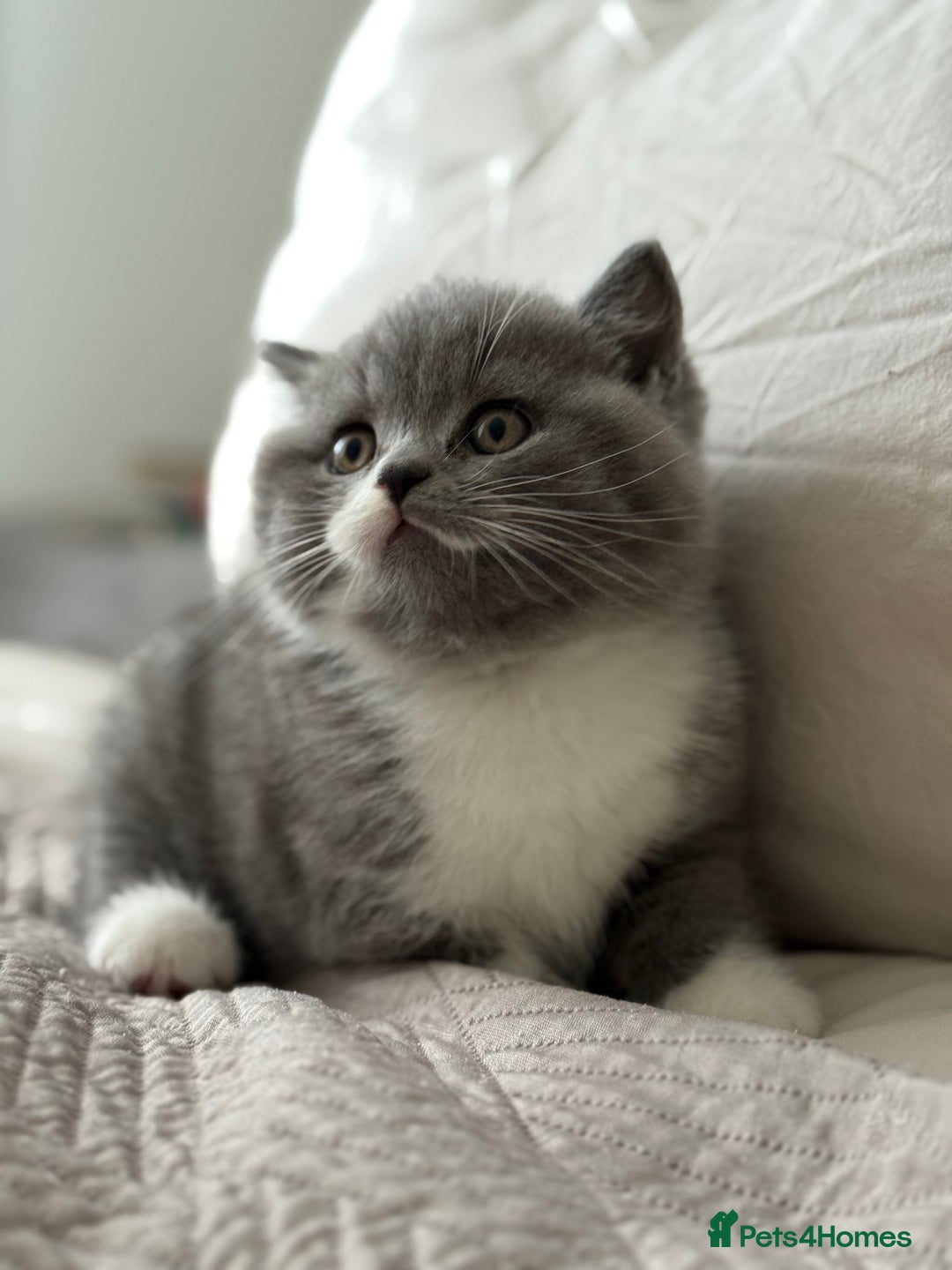 British Shorthair cats for sale: British shorthair-TICA pedigree,champion bloodline - Image 4