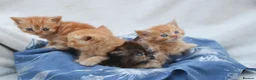 Persian cats for sale: Adorable Persian Kittens! in Edinburgh - Advert 8