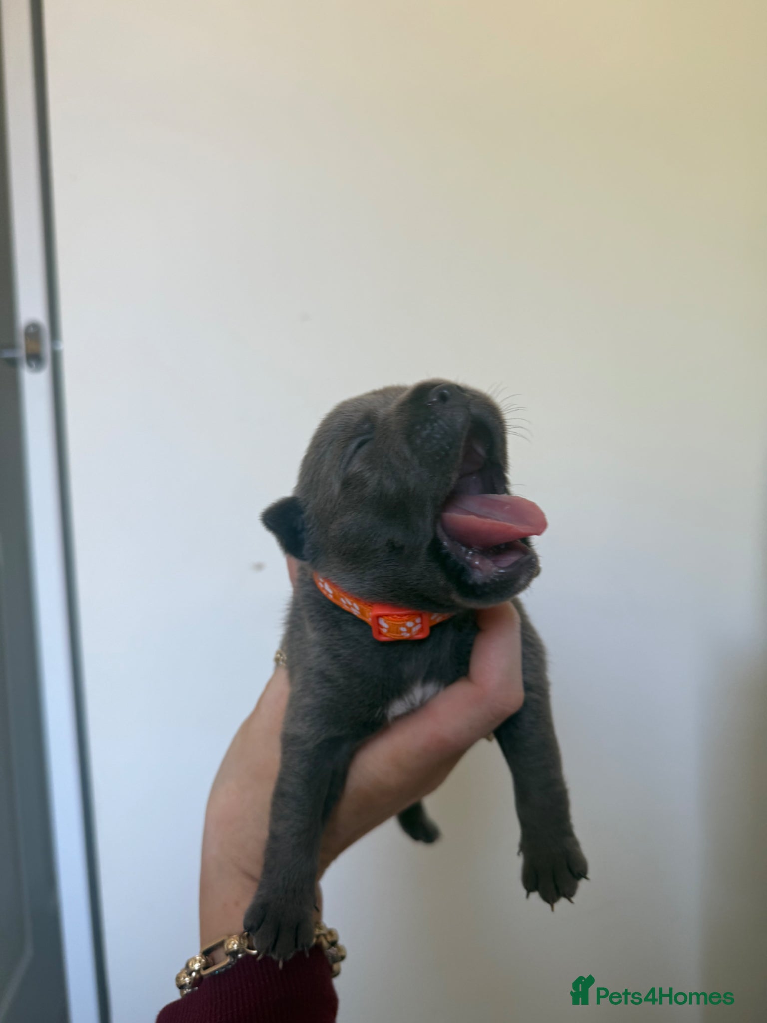 Staffordshire Bull Terrier dogs Stunning Litter From Famous Billionaire Bill Hero - Advert 6