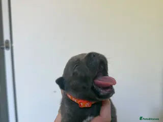 Staffordshire Bull Terrier dogs Stunning Litter From Famous Billionaire Bill Hero - Advert 6