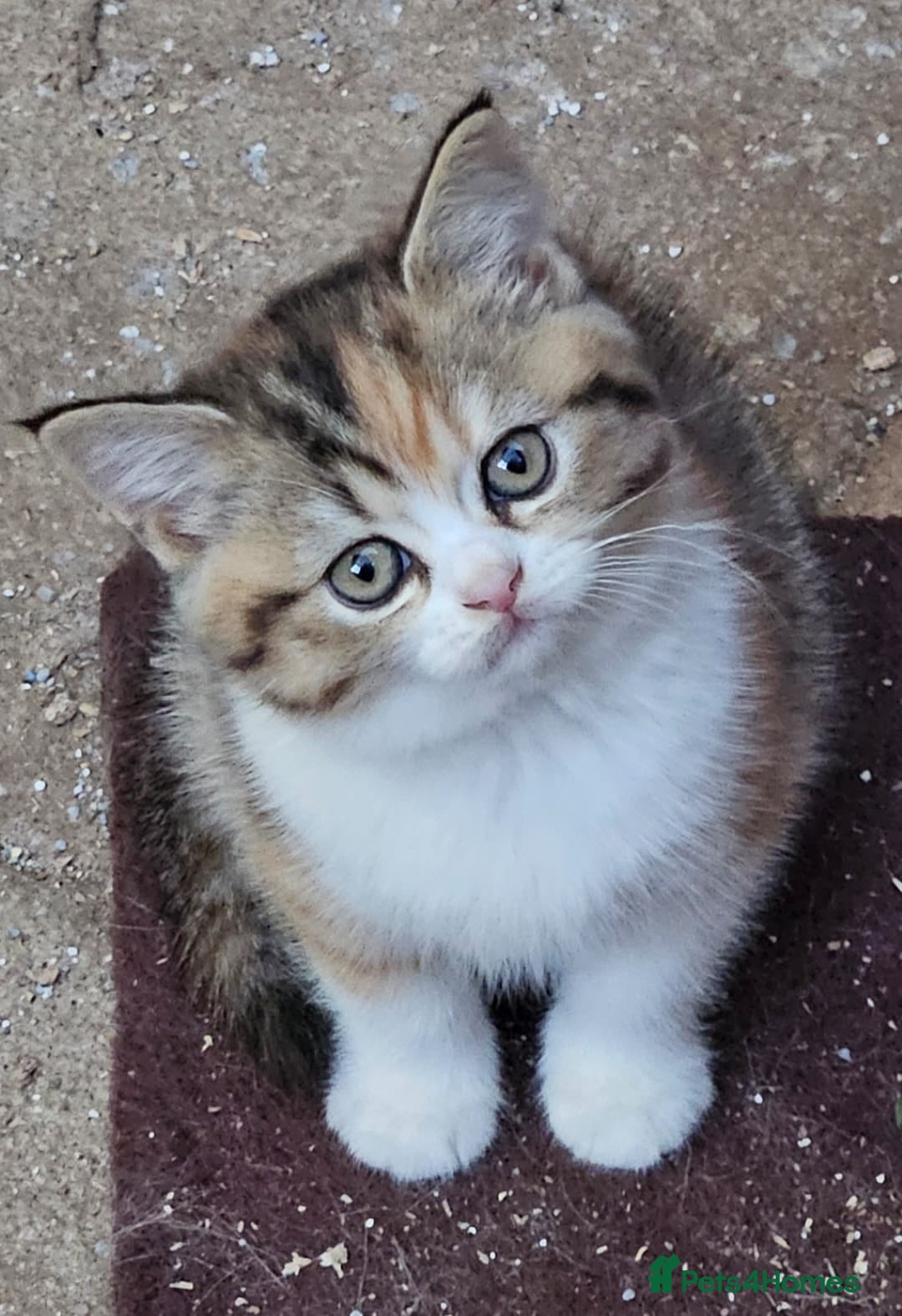 British Shorthair cats for sale: BSH Ginger & White, Calico & Gold Kittens - Image 12