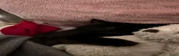 British Longhair cats for sale: Black British Longhair Kitty - Advert 11