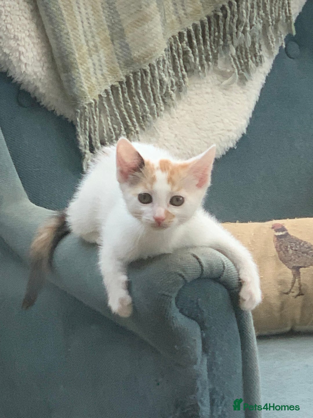 Mixed Breed cats for sale: Beautiful kittens  - Image 7