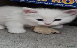 Mixed Breed cats for sale: 7 gorgeous cuties - Image 16