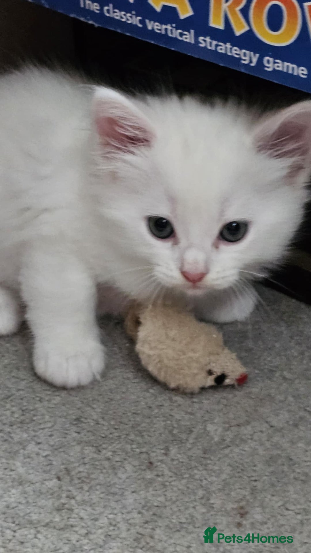Mixed Breed cats for sale: 7 gorgeous cuties - Image 16