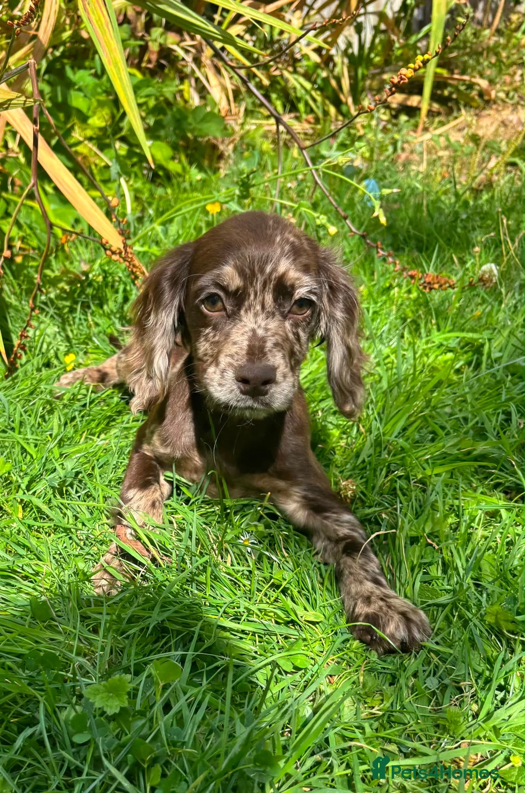 Cocker Spaniel dogs for sale: Cocker spaniel puppies  in ELY - Advert 9