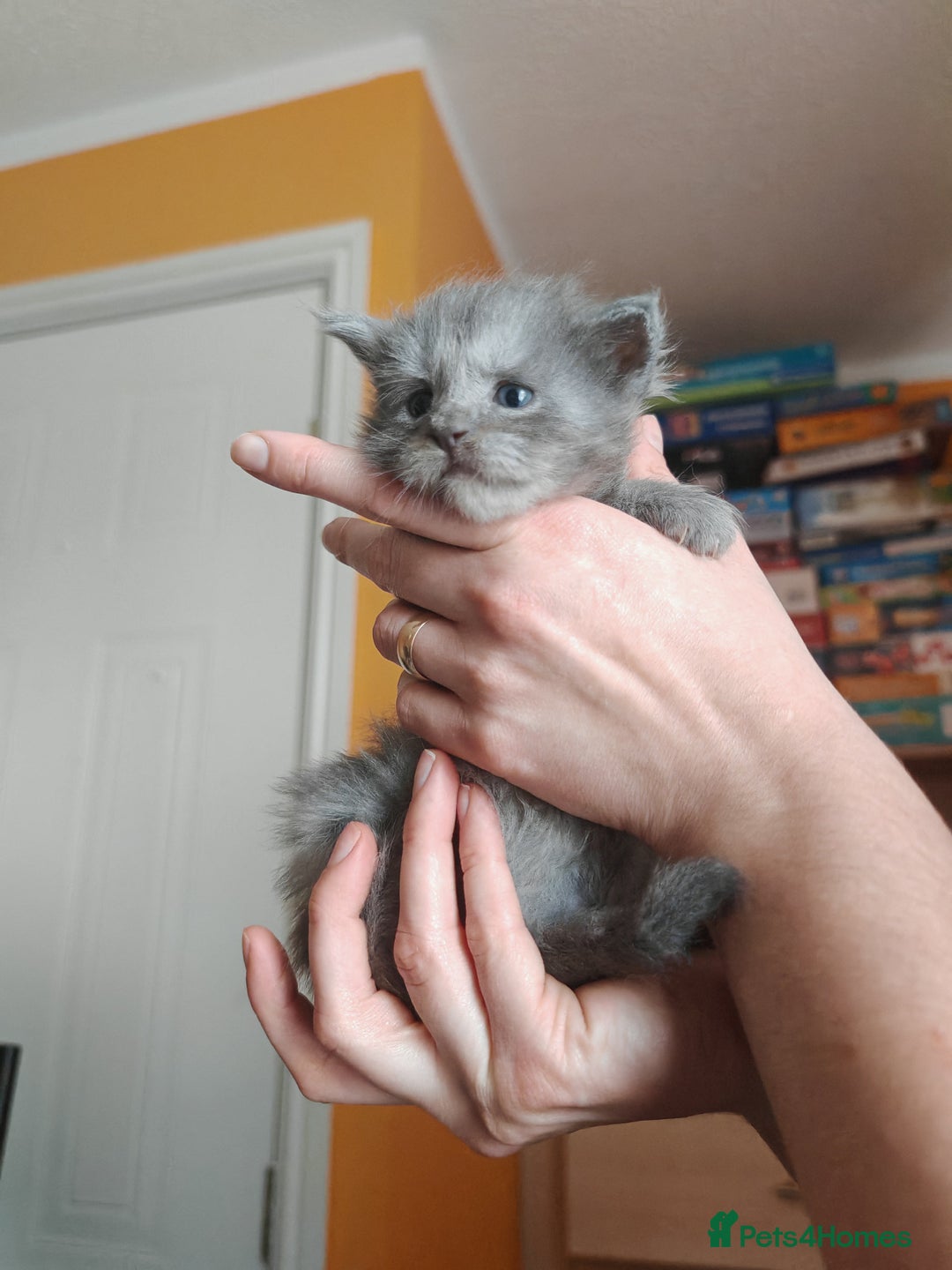Maine Coon cats for sale: Shaded and Shell Maine Coon kittens - Image 19