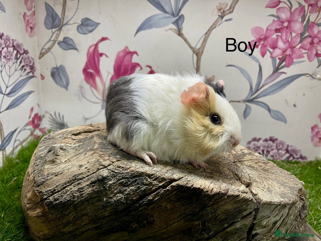 Guinea Pig rodents for sale: Baby guinea pigs female and male  - Advert 4