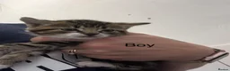 Mixed Breed cats for adoption: Beautiful kittens - Advert 15