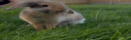 Mixed Breed rabbits for sale: Mini Lop mix breed  - Advert 3