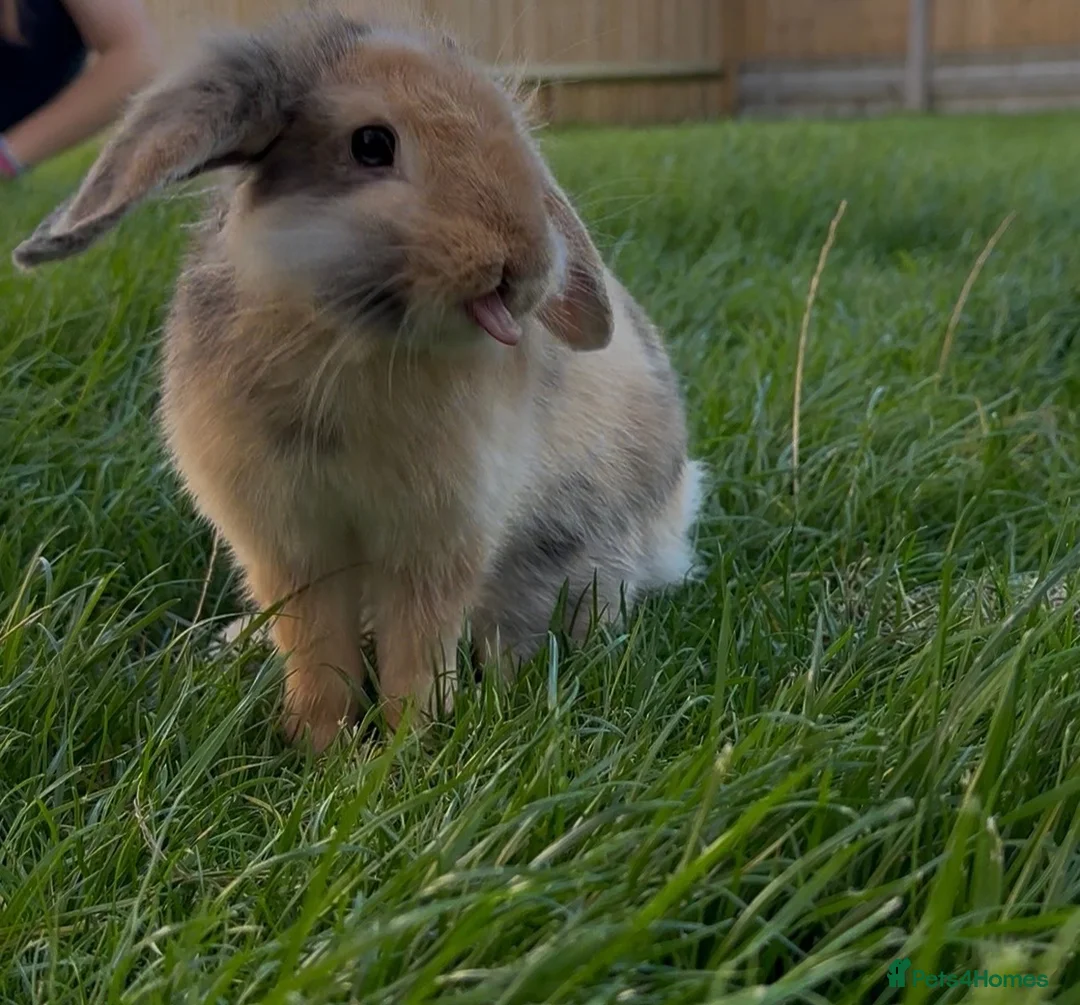 Mixed Breed rabbits for sale: Mini Lop mix breed  - Advert 3