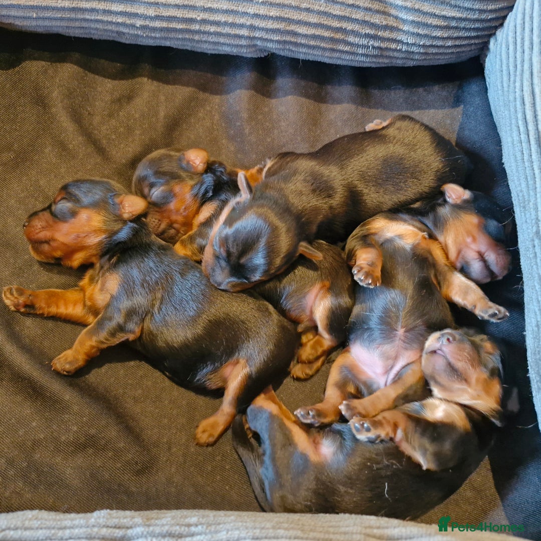 Yorkshire Terrier dogs for sale: Miniature Yorkshire terrier puppies - Image 10
