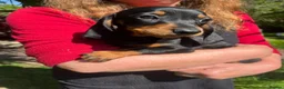 Dachshund dogs for sale: Female dachshund puppy  - Advert 6