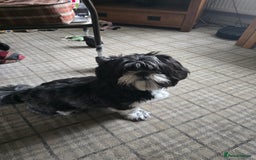 Shih Tzu dogs for sale: Ruby  - Image 2