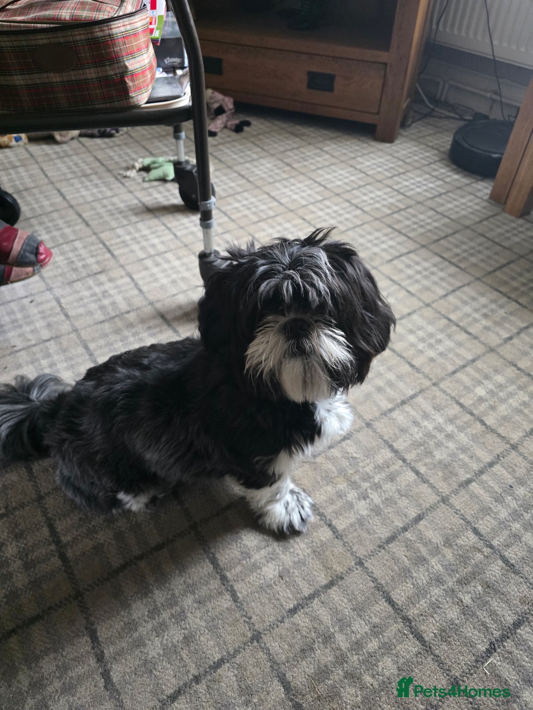 Shih Tzu dogs for sale: Ruby  - Image 2