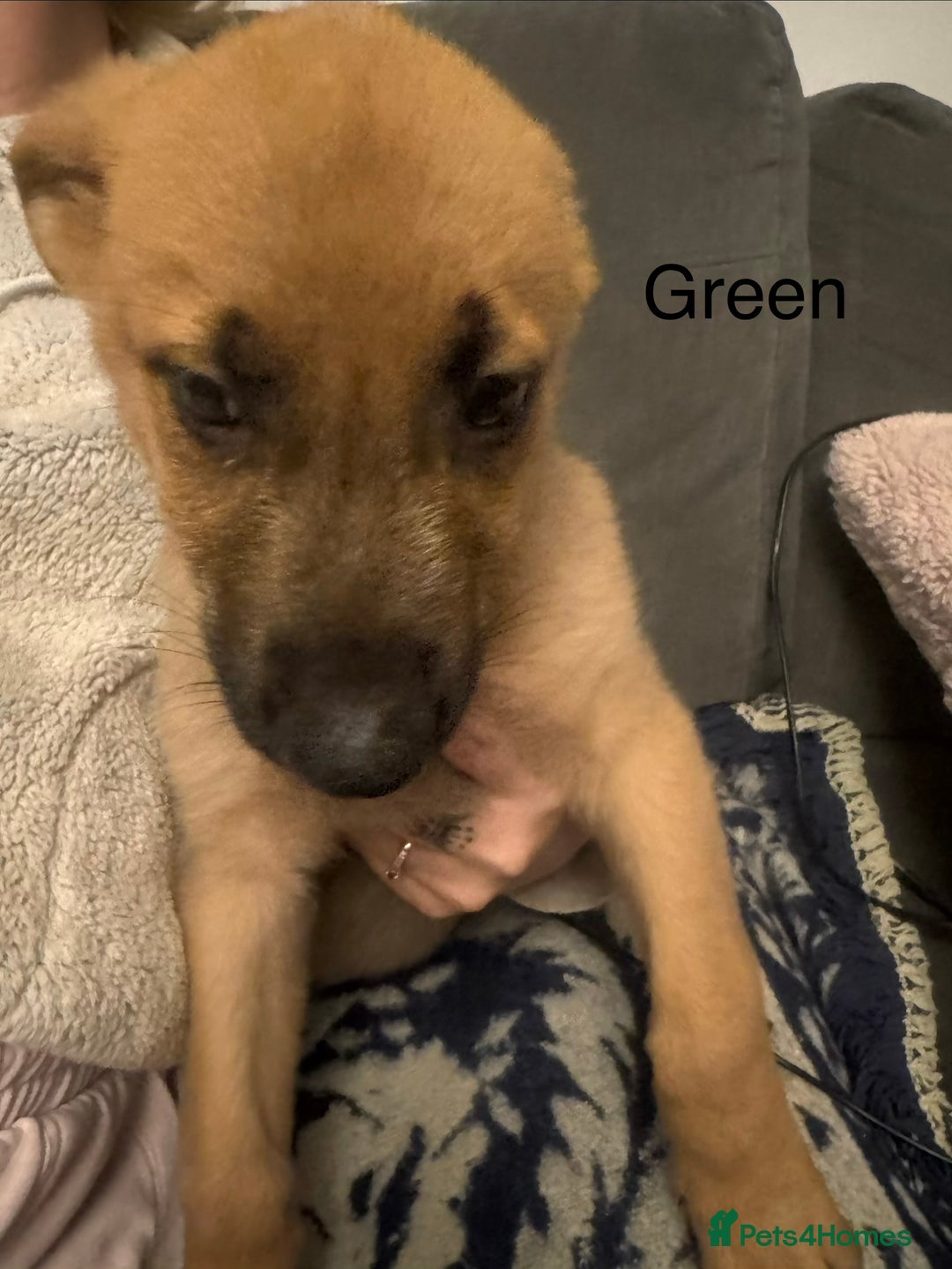 Mixed Breed dogs for sale: German Sheperd cross Lurcher Puppies - Image 25