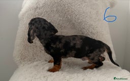 Mixed Breed dogs for sale: Docker dachshund ** paniel puppies  - Image 5