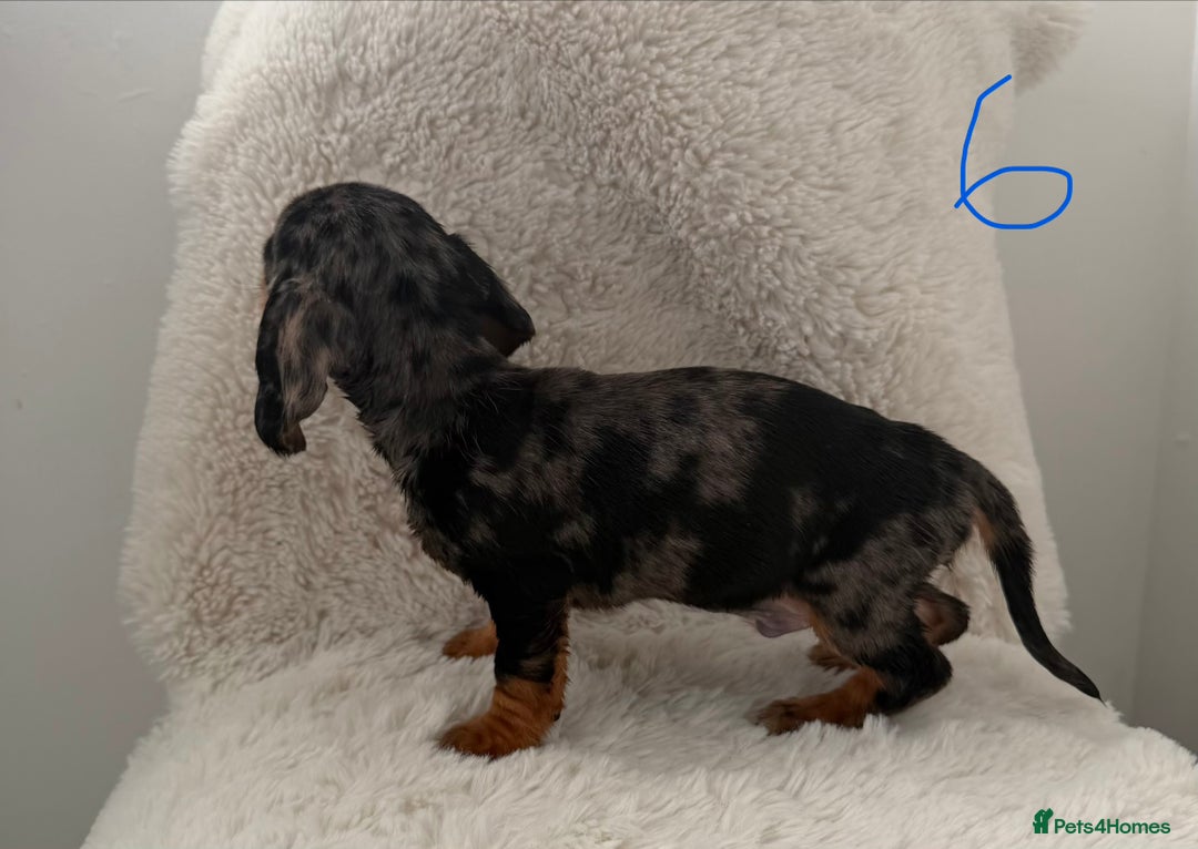 Mixed Breed dogs for sale: Docker dachshund ** paniel puppies  - Image 5
