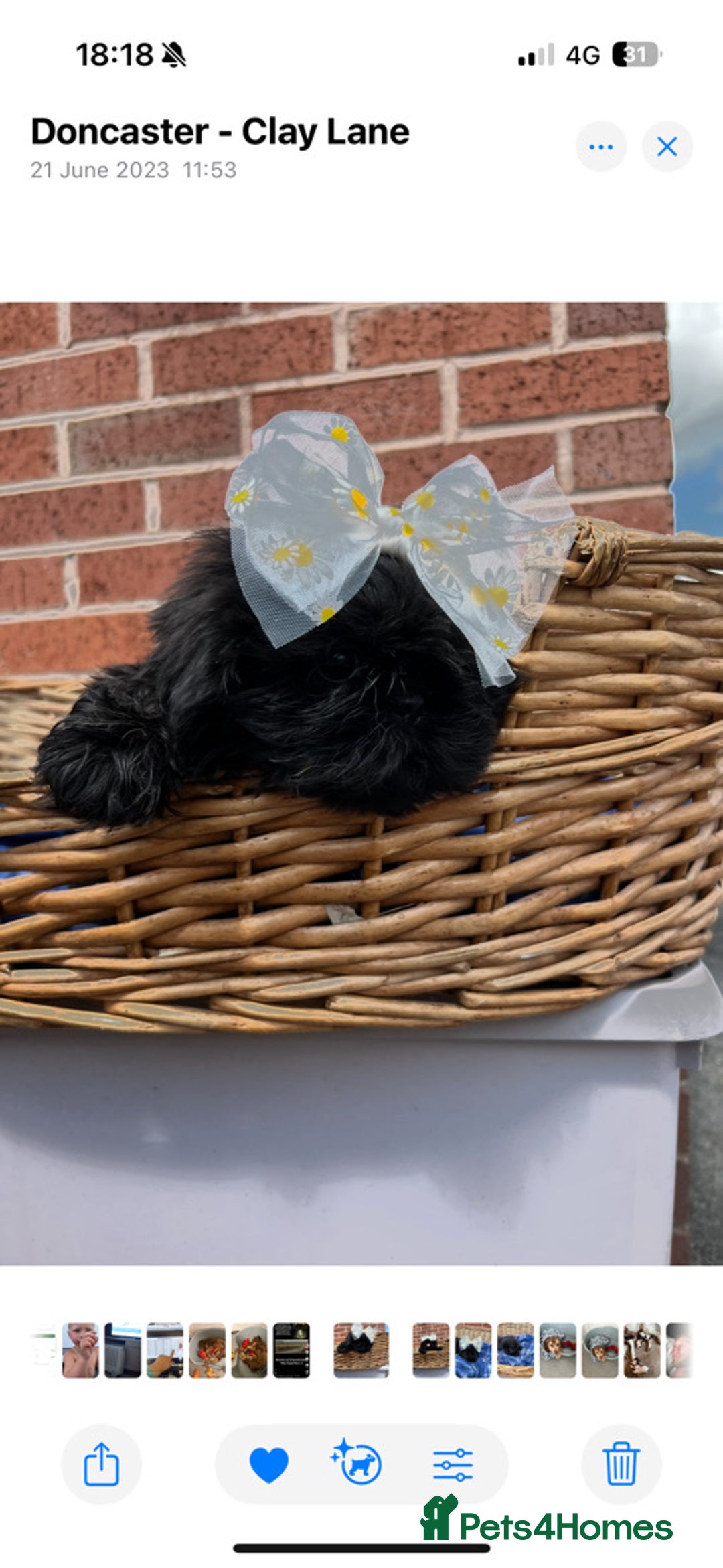 Shih Tzu dogs for sale: Two boys available  - Advert 4