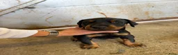 Dobermann dogs for sale: KC Registered Doberman Puppies 🐾 - Advert 6