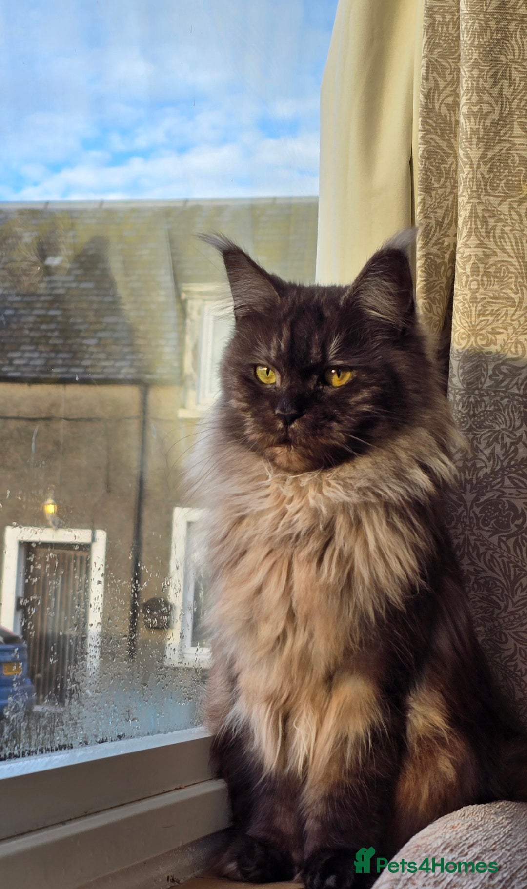 Maine Coon cats for sale: Stunning TICA registered Female Maine Coon  - Advert 3