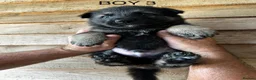 German Shepherd dogs for sale: STUNNING LITTER OF GERMAN SHEPHERD PUPPIES - Advert 16