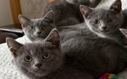 Russian Blue cats for sale: Russian Blue Kittens - Image 6