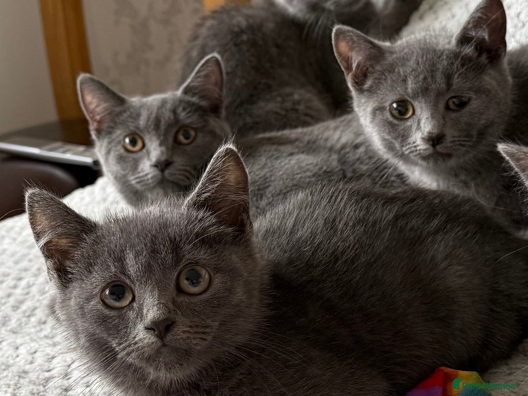 Russian Blue cats for sale: Russian Blue Kittens - Image 6