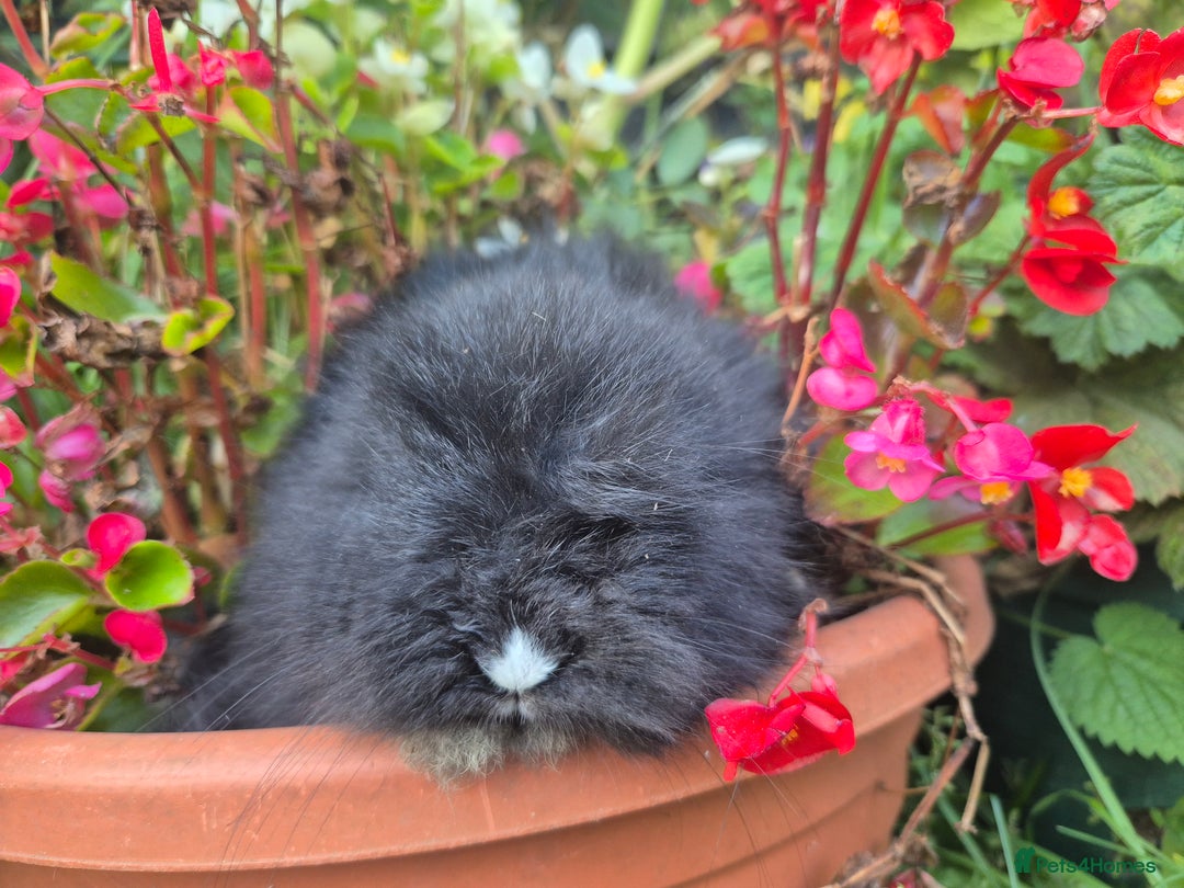Angora rabbits for sale: The cutest black beauties 🖤 - Image 4