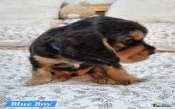 Cocker Spaniel dogs for sale: 🐾 Beautiful Show Cocker Spaniel Puppys - Image 5