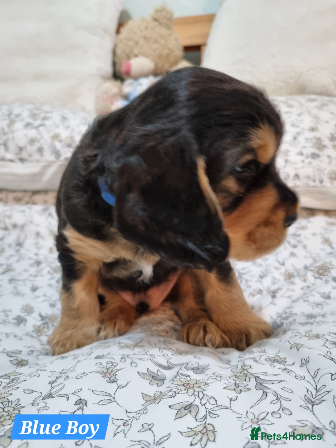 Cocker Spaniel dogs for sale: 🐾 Beautiful Show Cocker Spaniel Puppys - Image 5