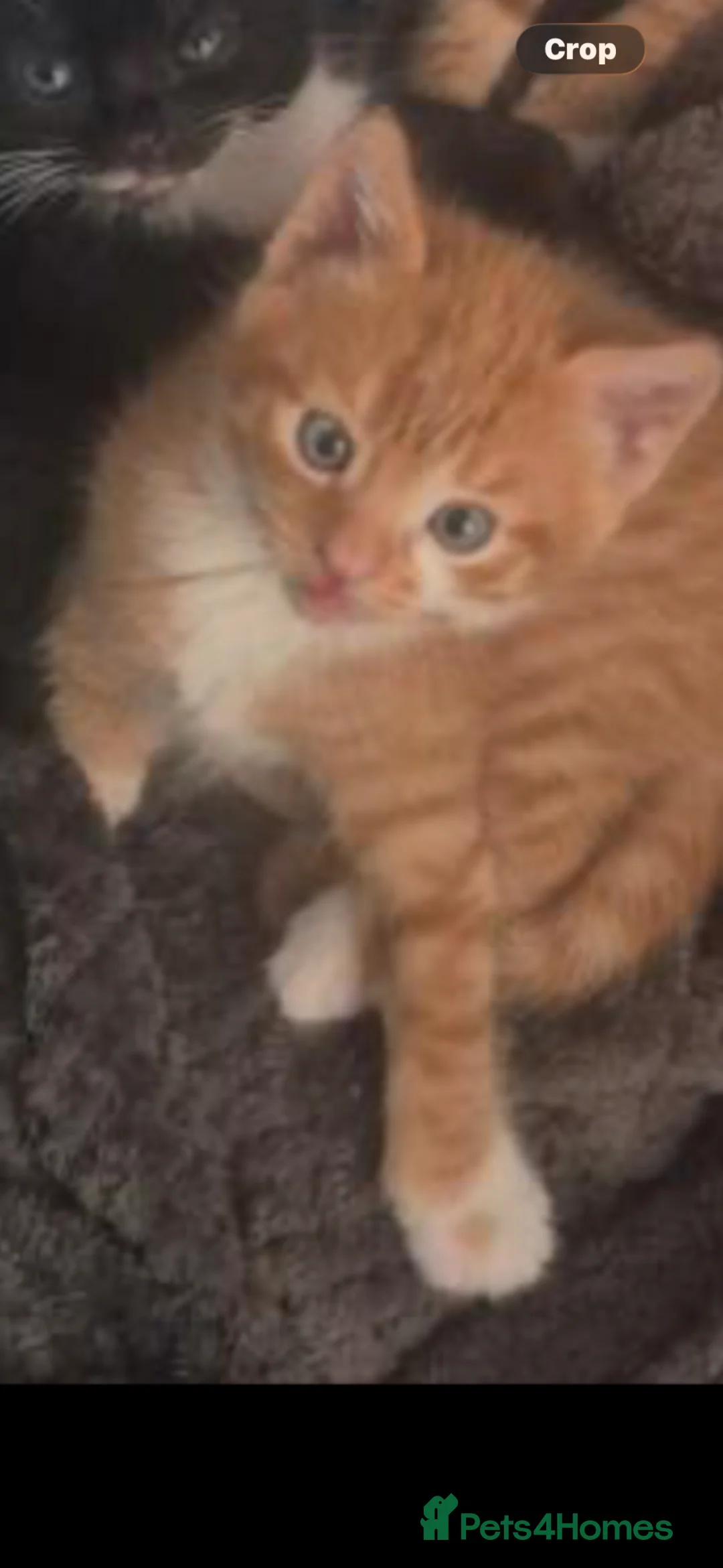 Mixed Breed cats for sale: STUNNING X BSH GINGER N WHITE BOYS ONLY  - Advert 4