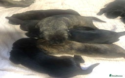 Mixed Breed dogs for sale: Cane corso cross German shepherd puppy’s  - Image 1