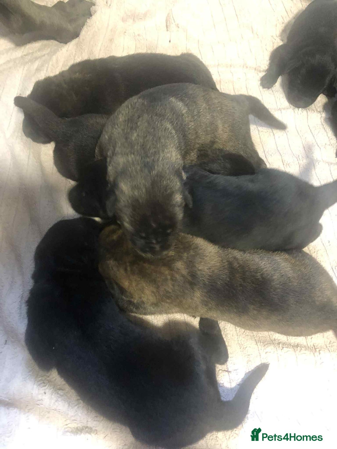 Mixed Breed dogs for sale: Cane corso cross German shepherd puppy’s  - Image 1