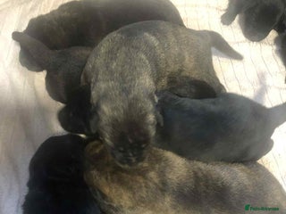 Mixed Breed dogs - Advert 34