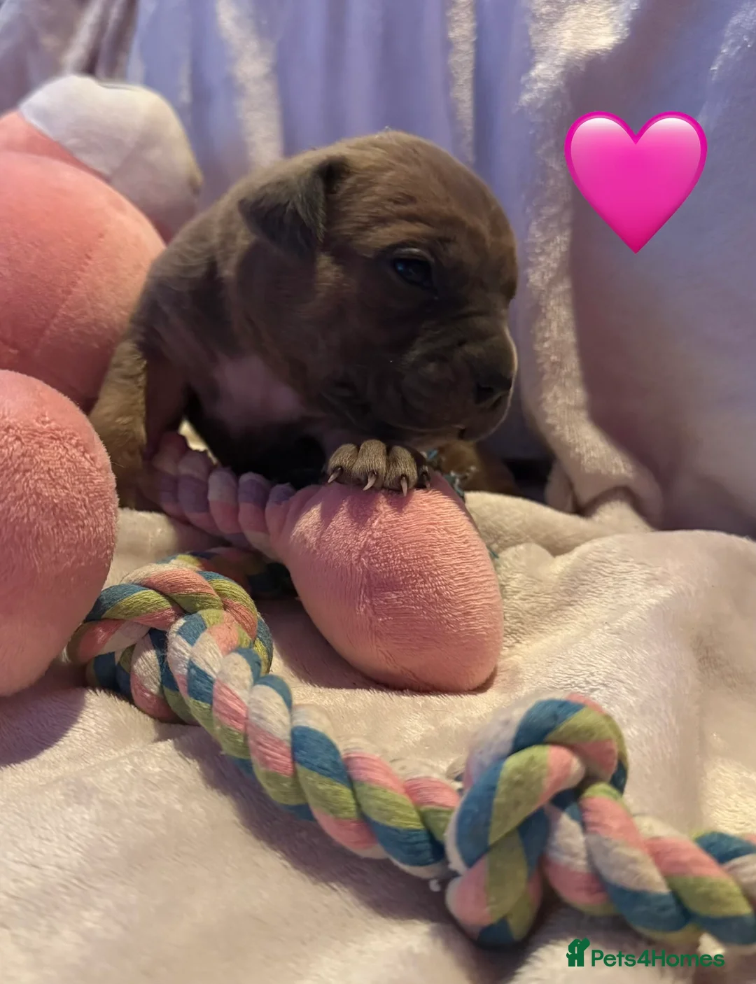 Cane Corso dogs for sale: Cane corso puppies ICCF registered  - Advert 31