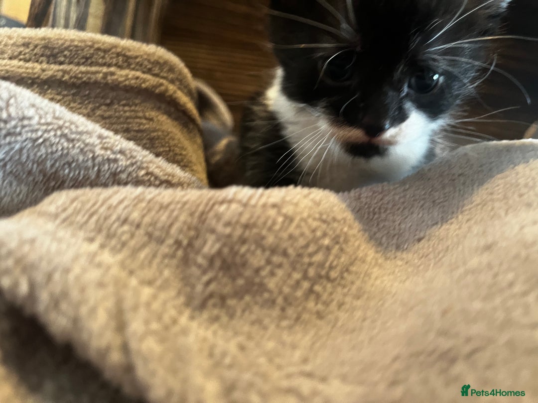 Mixed Breed cats for sale: Beautiful kittens - Image 14