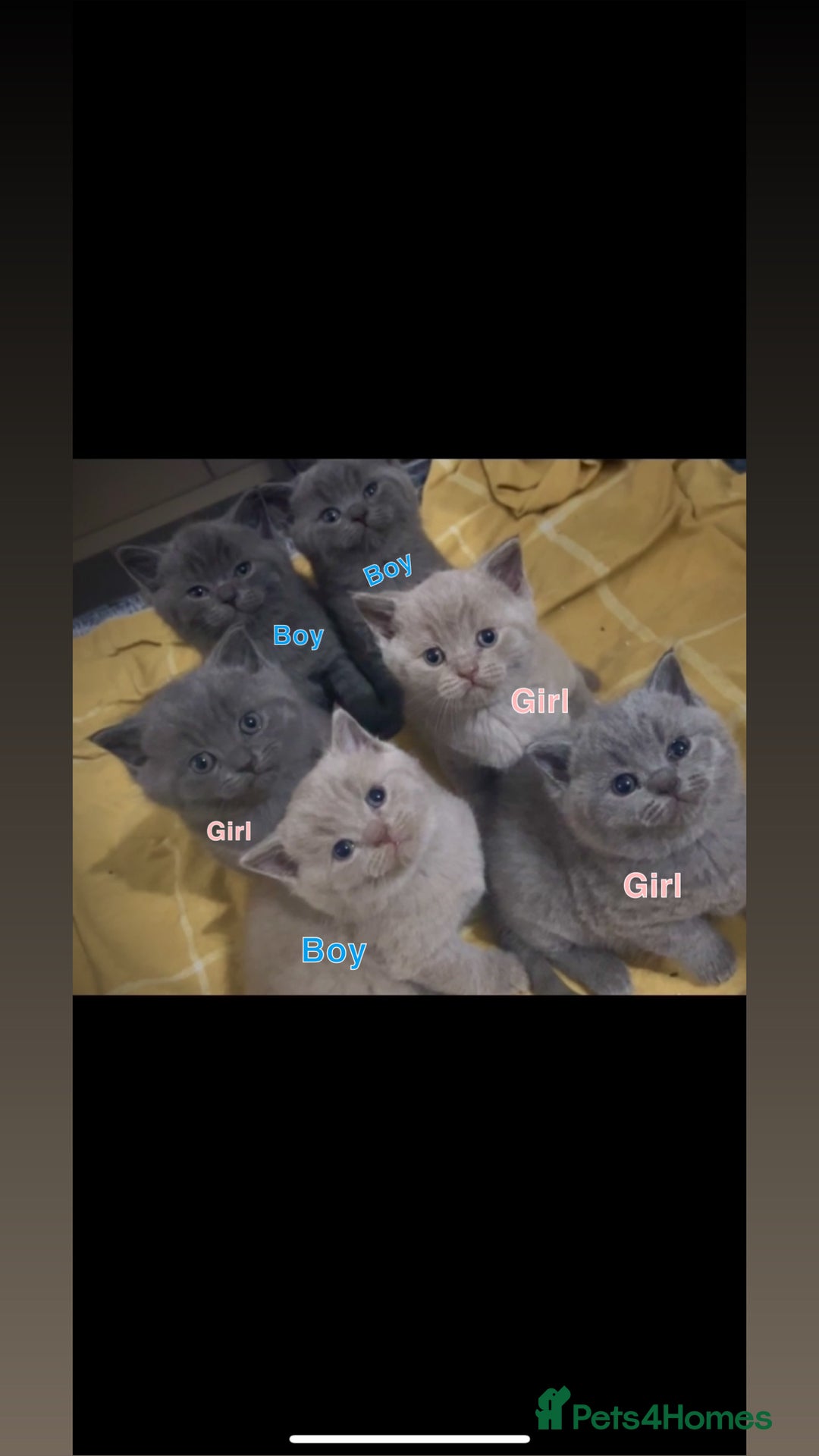 British Shorthair cats for sale: British shorthair kittens - Advert 1