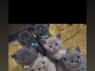 British Shorthair cats British shorthair kittens - Advert 1